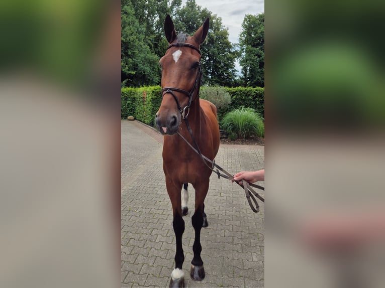 Holsteiner Wallach 13 Jahre 172 cm Brauner in Gronau (Westfalen)