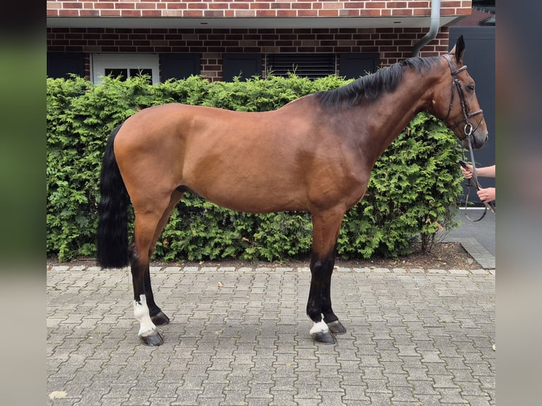 Holsteiner Wallach 13 Jahre 172 cm Brauner in Gronau (Westfalen)