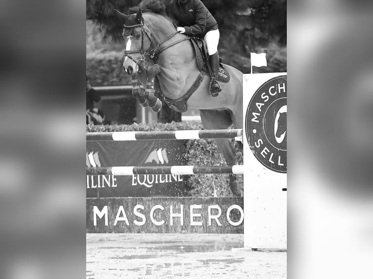 Holsteiner Wallach 13 Jahre 172 cm Brauner in Mettmenstetten