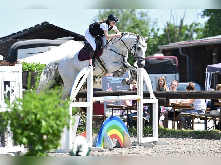 Holsteiner Wallach 13 Jahre 172 cm Schimmel in Fußgönheim