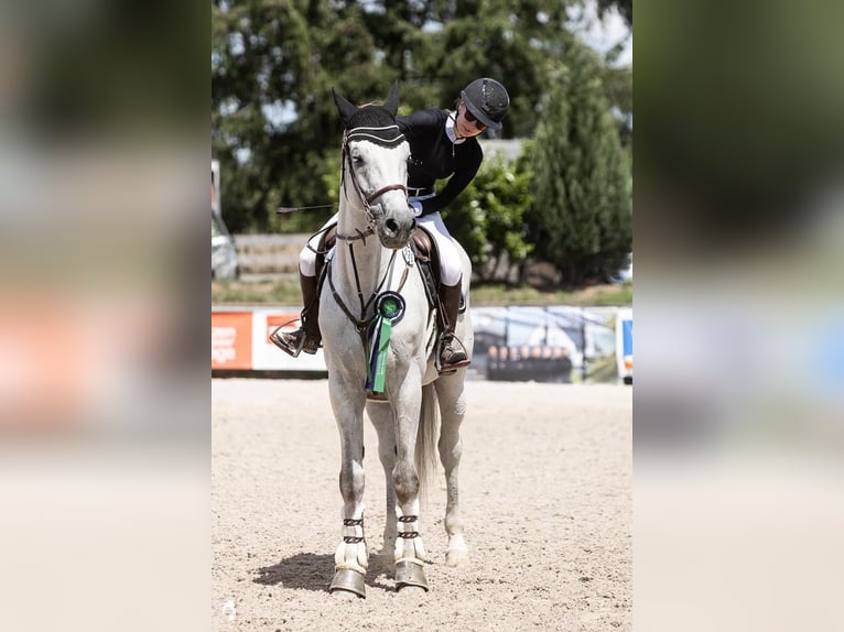 Holsteiner Wallach 13 Jahre 172 cm Schimmel in Fußgönheim