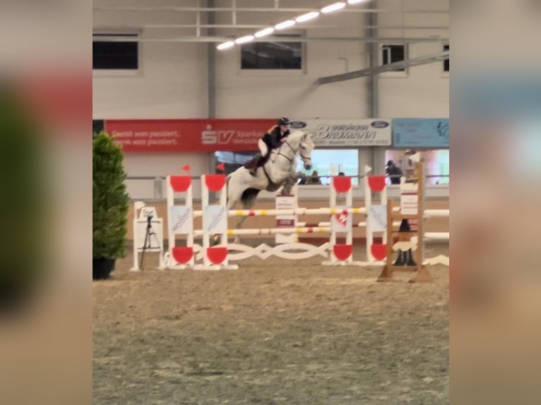 Holsteiner Wallach 13 Jahre 172 cm Schimmel in Fußgönheim