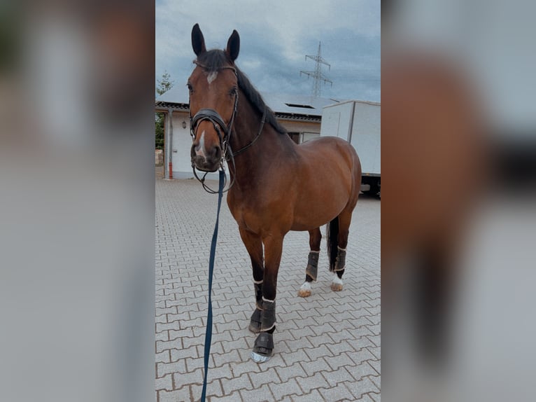 Holsteiner Wallach 13 Jahre 173 cm Brauner in Borchen