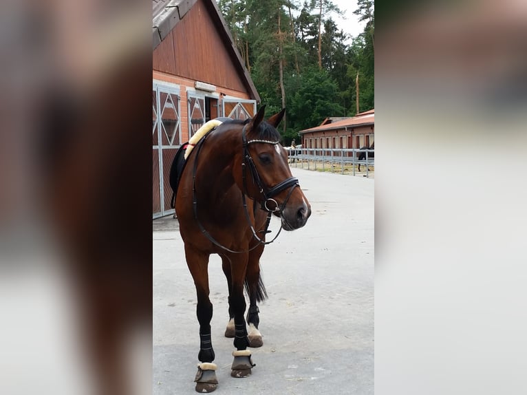 Holsteiner Wallach 13 Jahre 173 cm Brauner in Borchen