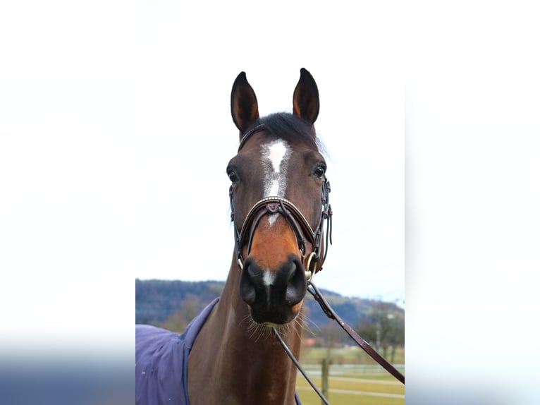 Holsteiner Wallach 13 Jahre 173 cm Dunkelbrauner in Bern 65