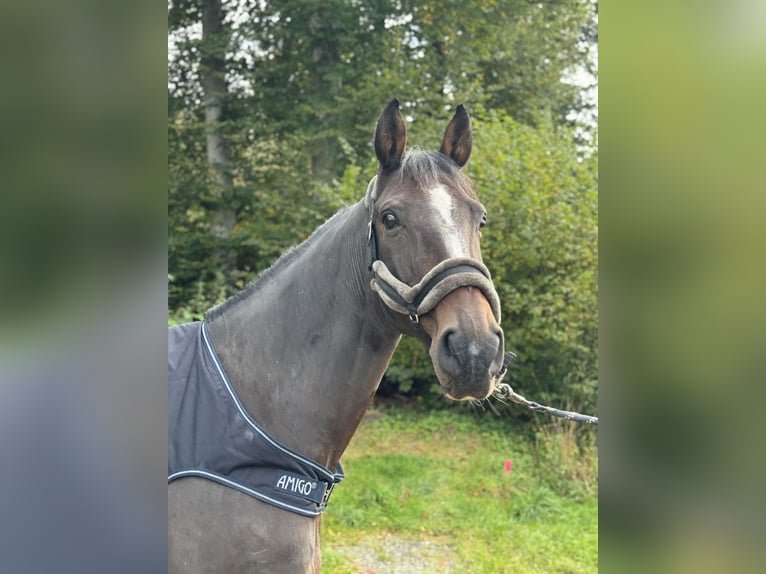 Holsteiner Wallach 13 Jahre 173 cm Dunkelbrauner in Bern 65