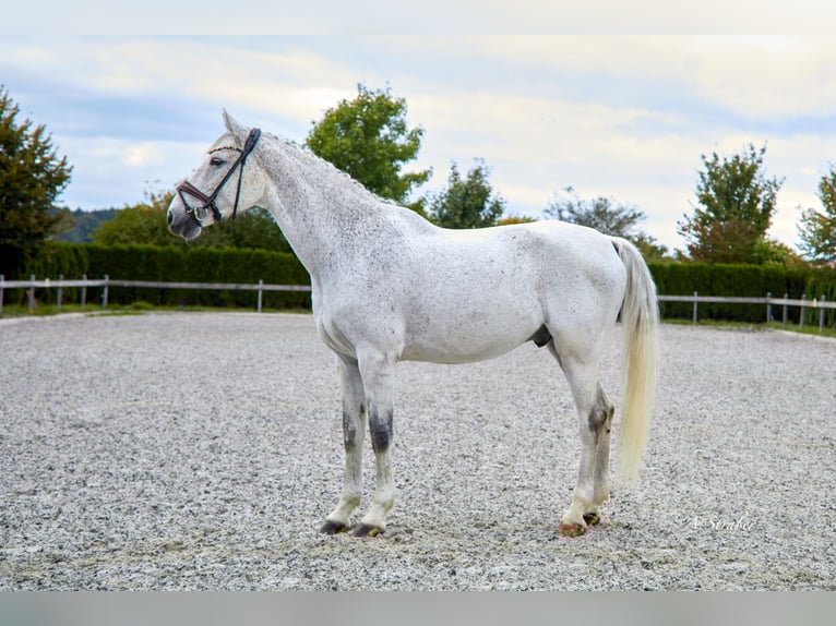 Holsteiner Wallach 13 Jahre 173 cm Fliegenschimmel in Petting