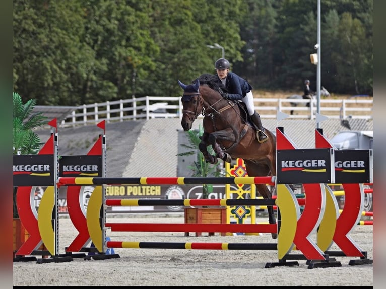 Holsteiner Wallach 13 Jahre 173 cm Rotbrauner in Modrzewie