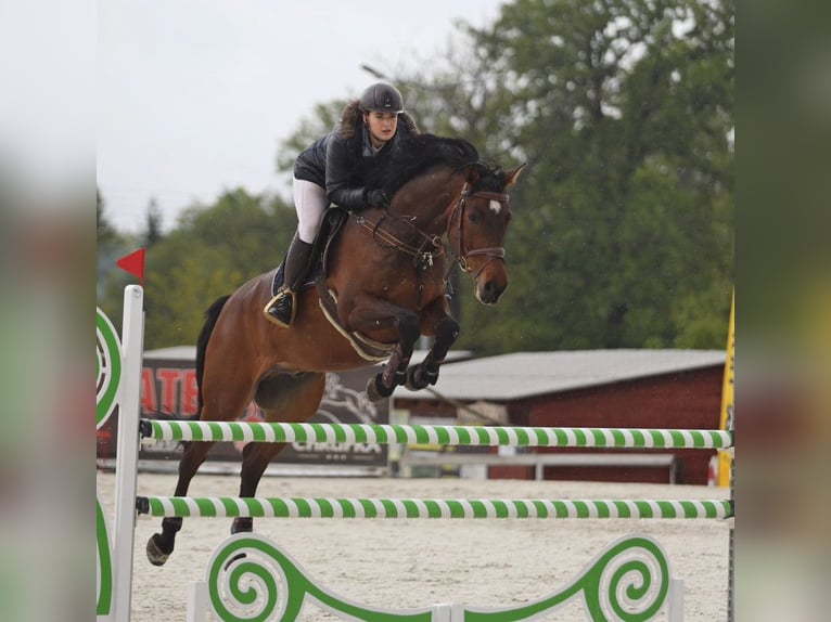 Holsteiner Wallach 13 Jahre 173 cm Rotbrauner in Modrzewie