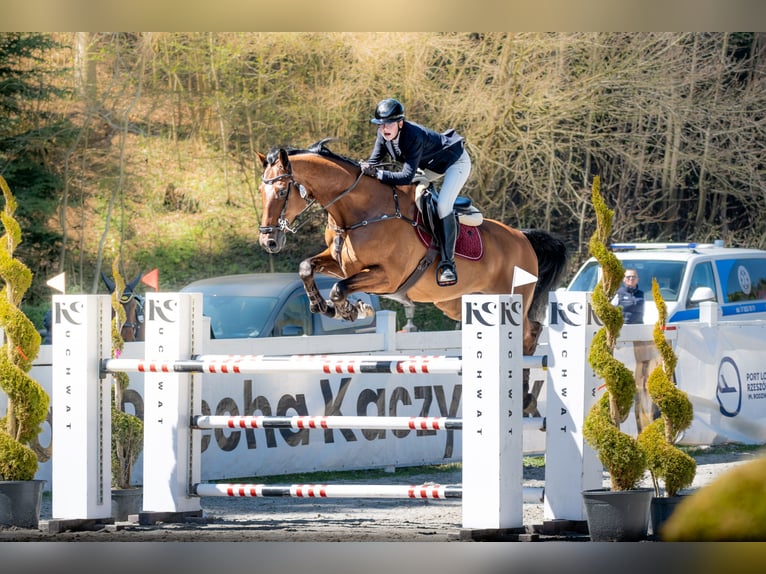 Holsteiner Wallach 13 Jahre 174 cm Rotbrauner in Elizówka