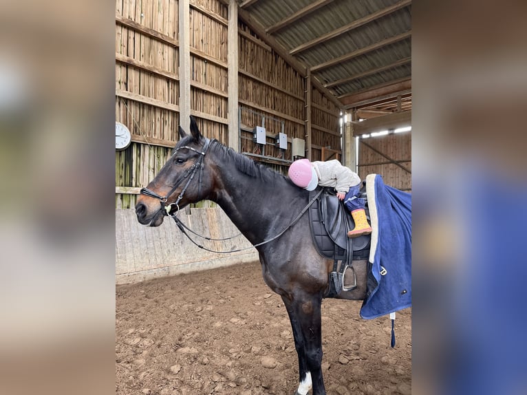 Holsteiner Wallach 13 Jahre 174 cm Schwarzbrauner in Hamburg Halstenbek