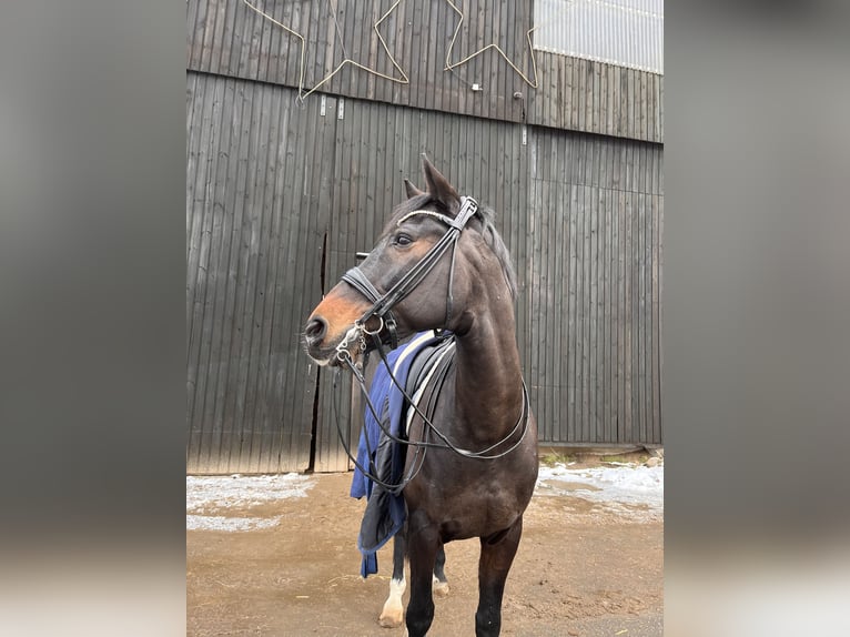 Holsteiner Wallach 13 Jahre 174 cm Schwarzbrauner in Hamburg Halstenbek