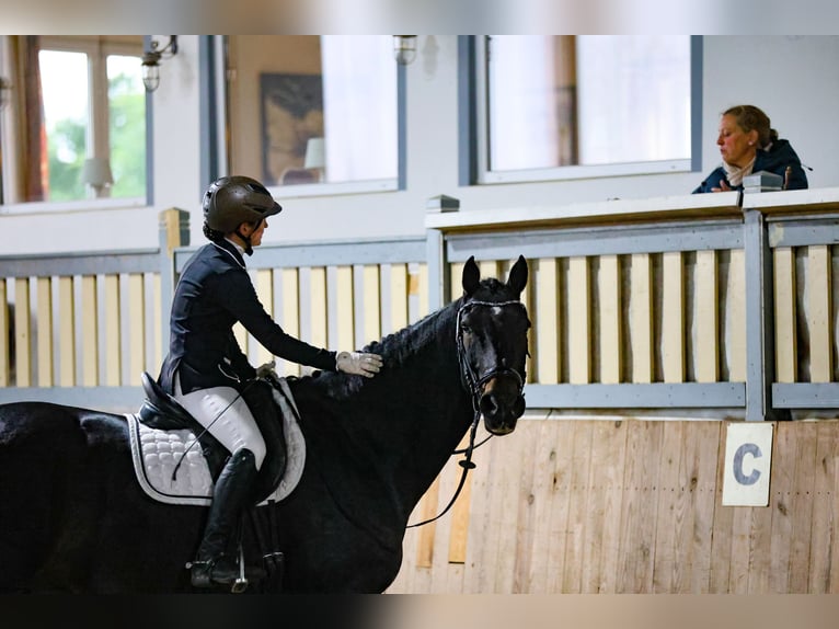 Holsteiner Wallach 13 Jahre 174 cm Schwarzbrauner in Hamburg Halstenbek