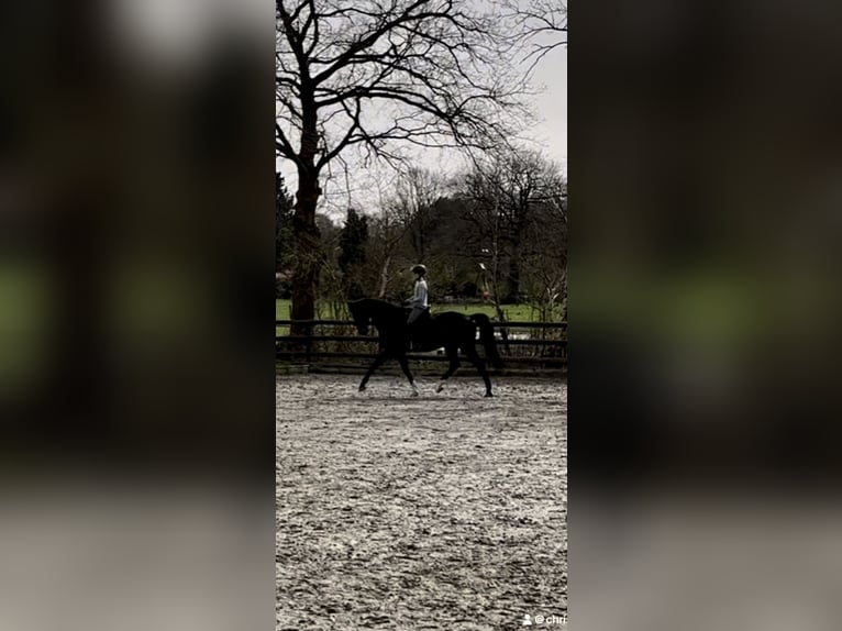 Holsteiner Wallach 13 Jahre 174 cm Schwarzbrauner in Hamburg Halstenbek