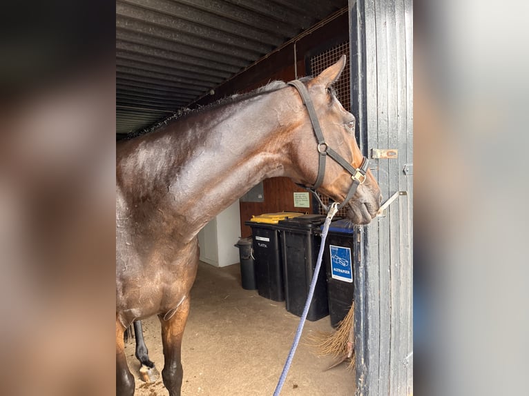 Holsteiner Wallach 13 Jahre 174 cm Schwarzbrauner in Hamburg Halstenbek