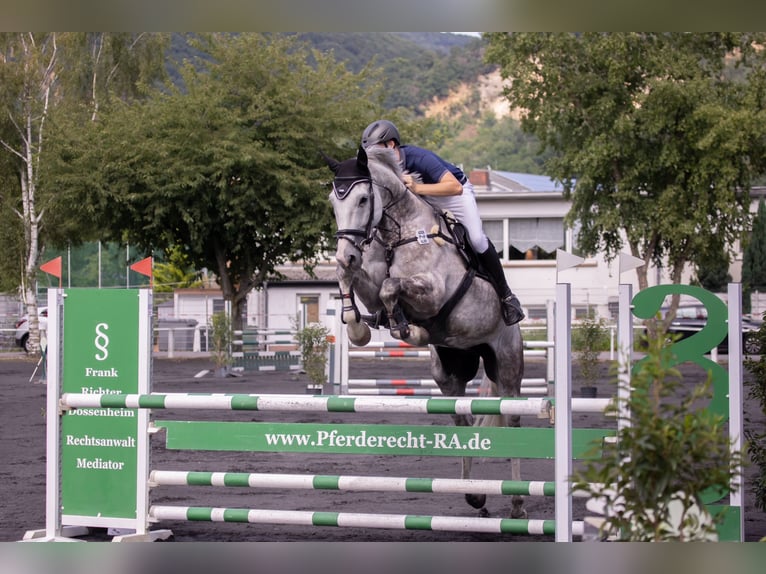Holsteiner Wallach 13 Jahre 175 cm Apfelschimmel in Hockenheim