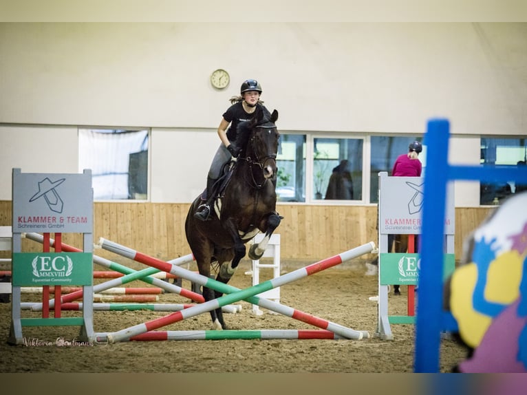 Holsteiner Wallach 13 Jahre 175 cm Brauner in Essen