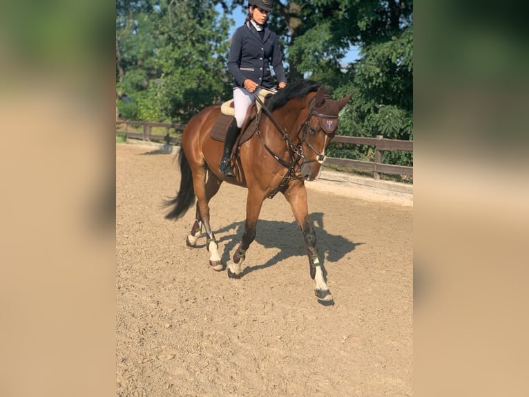 Holsteiner Wallach 13 Jahre 180 cm Brauner in Rudná u Prahy