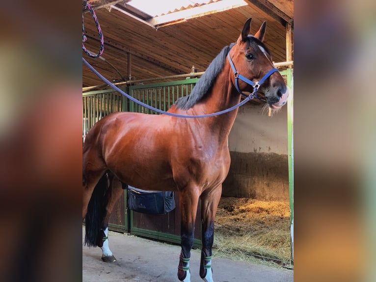 Holsteiner Wallach 13 Jahre 180 cm Brauner in Rudná u Prahy