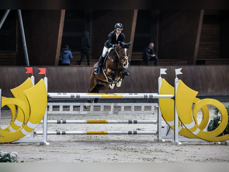 Holsteiner Wallach 13 Jahre 180 cm Brauner in Rudná u Prahy