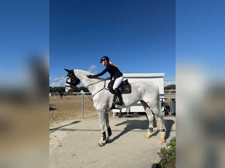 Holsteiner Wallach 13 Jahre 180 cm Schimmel in Steensel