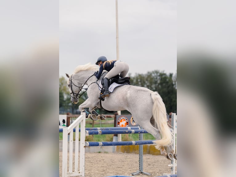 Holsteiner Wallach 13 Jahre 180 cm Schimmel in Steensel