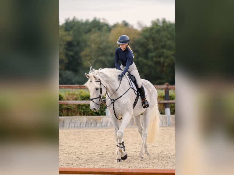 Holsteiner Wallach 13 Jahre 180 cm Schimmel in Steensel