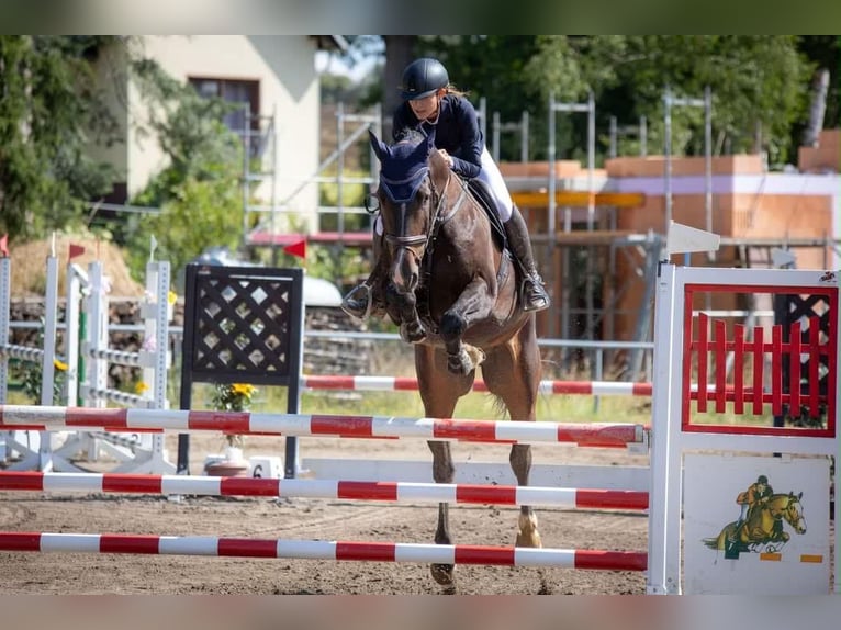 Holsteiner Wallach 13 Jahre 180 cm Schwarzbrauner in Bad Camberg