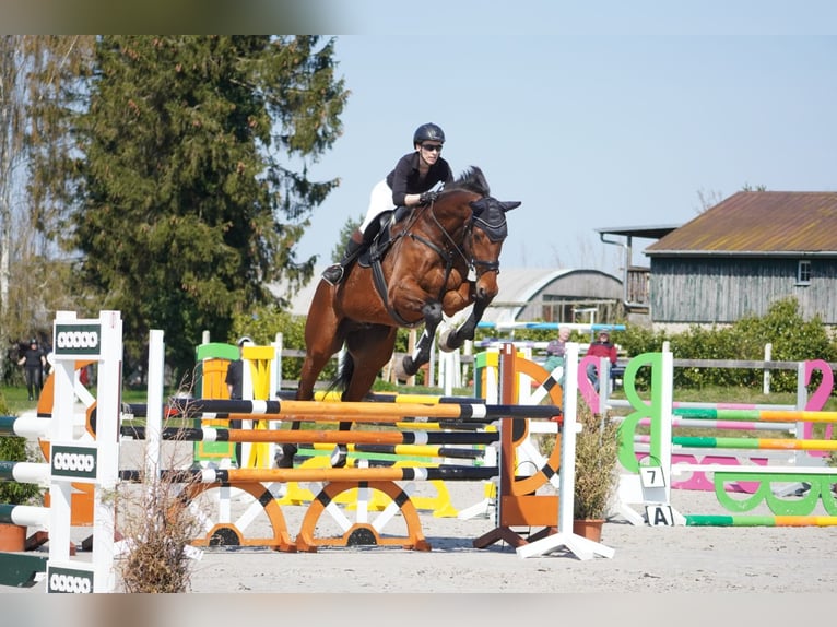 Holsteiner Wallach 13 Jahre 182 cm Brauner in Niepars