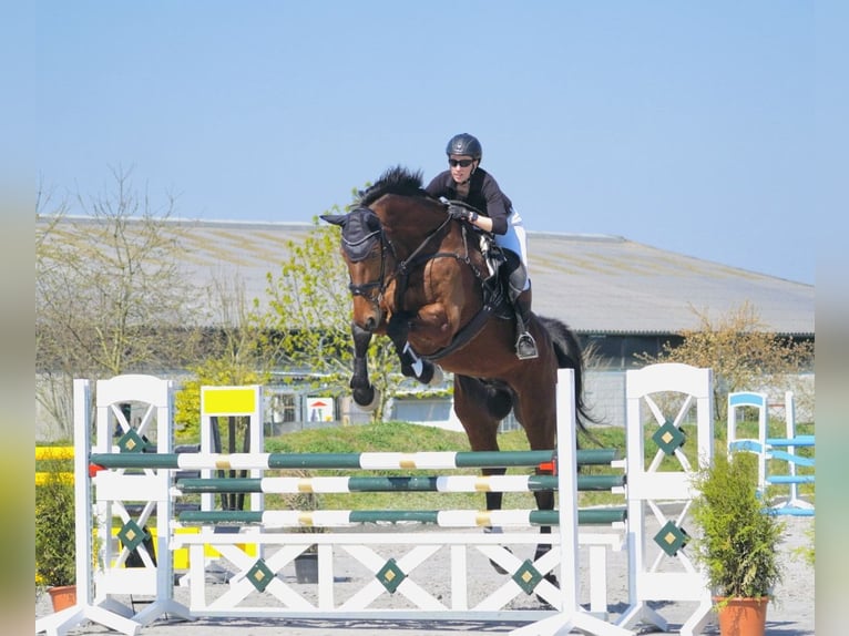 Holsteiner Wallach 13 Jahre 182 cm Brauner in Niepars