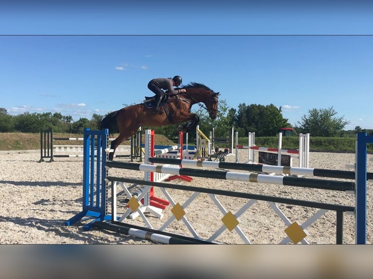 Holsteiner Wallach 13 Jahre 182 cm Brauner in Niepars