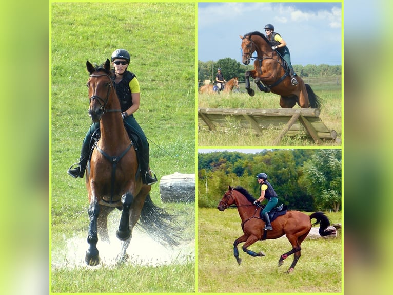 Holsteiner Wallach 13 Jahre 182 cm Brauner in Niepars