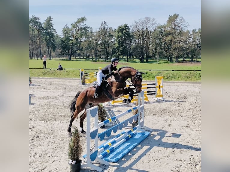 Holsteiner Wallach 13 Jahre 182 cm Brauner in Niepars