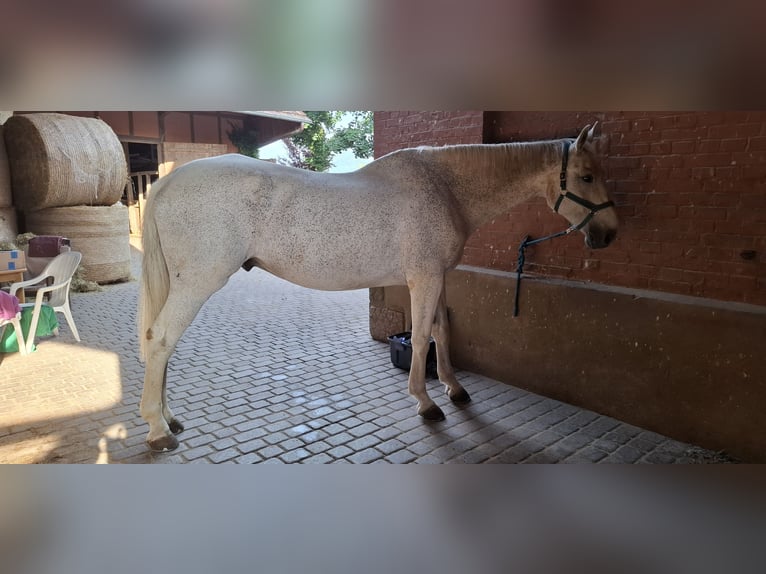 Holsteiner Wallach 13 Jahre 189 cm Schimmel in Felsberg