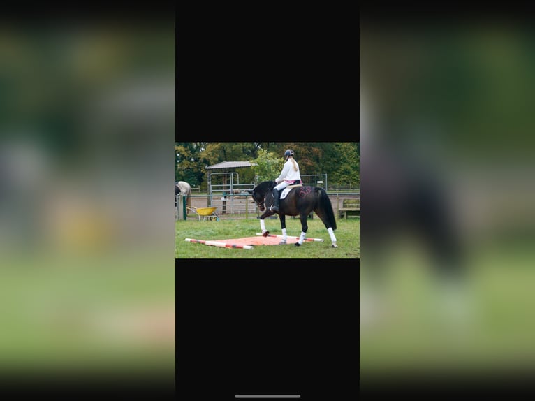 Holsteiner Wallach 14 Jahre 162 cm Dunkelbrauner in Bad Pyrmont