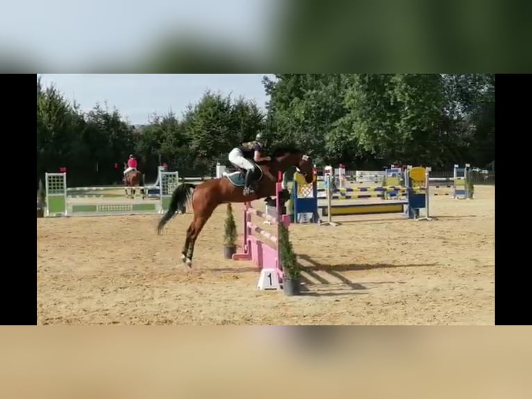 Holsteiner Wallach 14 Jahre 165 cm Brauner in Neustadt an der Donau