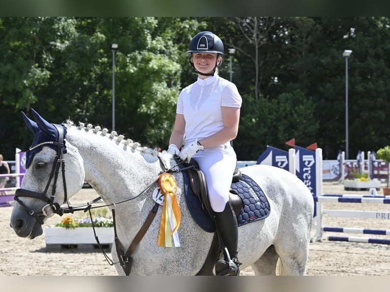 Holsteiner Wallach 14 Jahre 165 cm Schimmel in Schopfheim