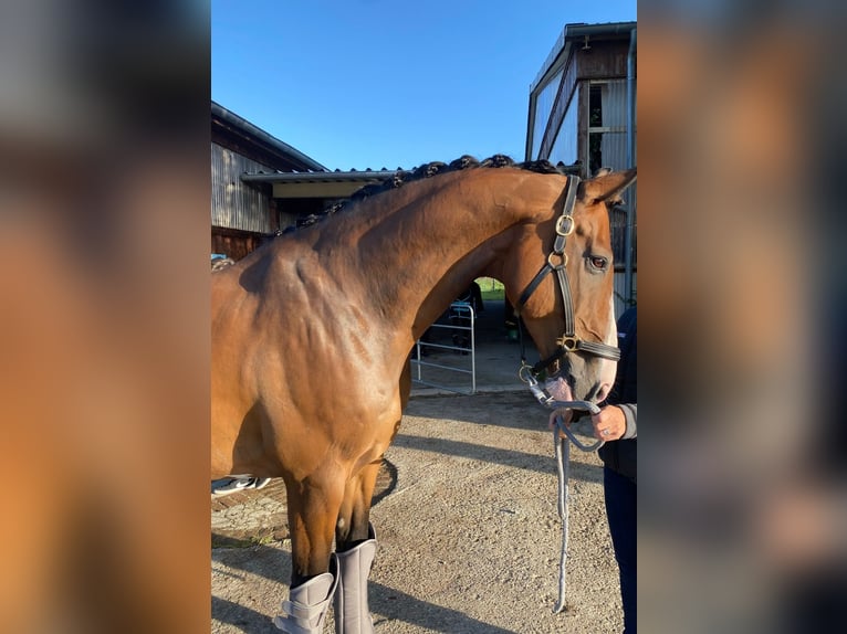 Holsteiner Wallach 14 Jahre 168 cm Brauner in Mohrkirch