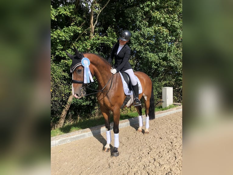 Holsteiner Wallach 14 Jahre 168 cm Brauner in Mohrkirch