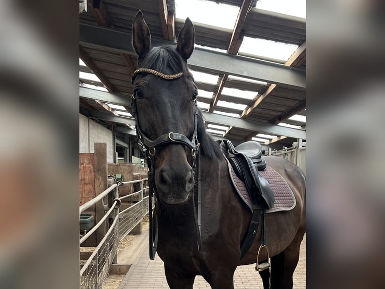 Holsteiner Wallach 14 Jahre 168 cm Dunkelbrauner in Klein Pampau