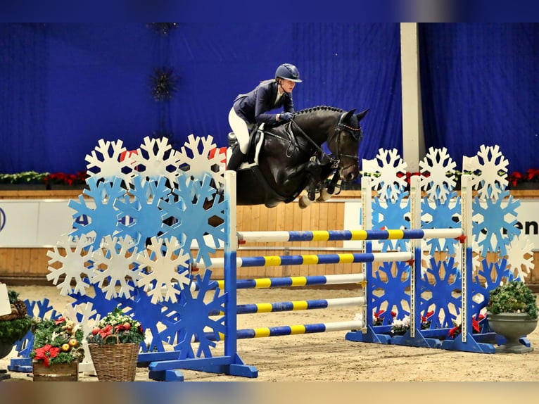 Holsteiner Wallach 14 Jahre 168 cm Schwarzbrauner in Tönisvorst