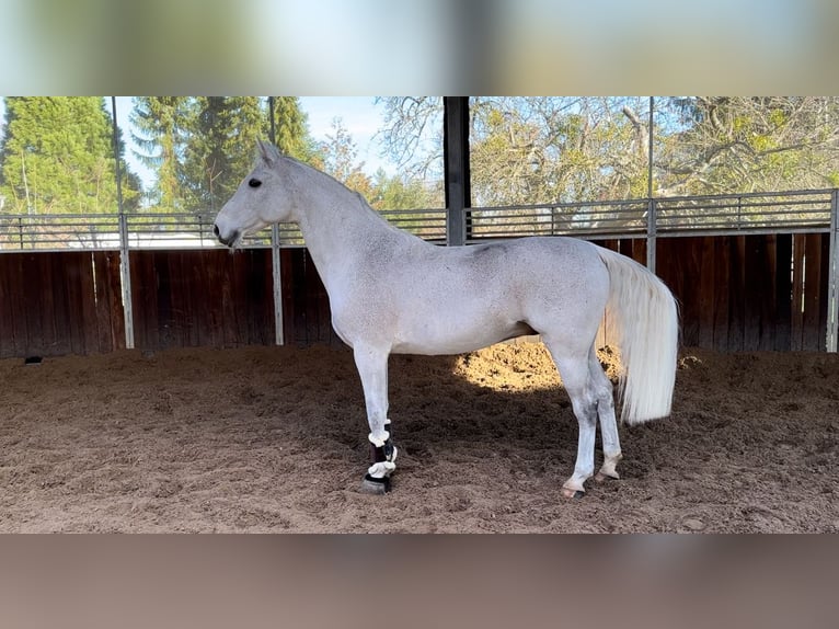 Holsteiner Wallach 14 Jahre 168 cm in Leisnig