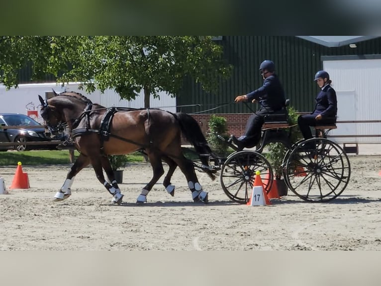 Holsteiner Wallach 14 Jahre 170 cm Brauner in Heijen