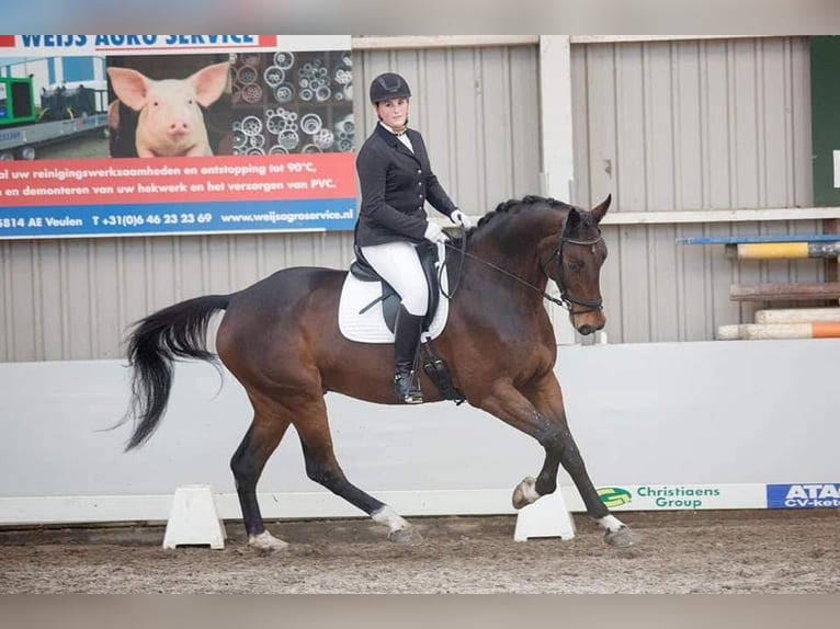 Holsteiner Wallach 14 Jahre 170 cm Brauner in Heijen