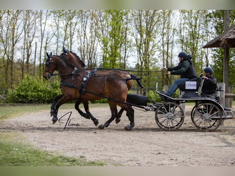 Holsteiner Wallach 14 Jahre 170 cm Brauner in Heijen