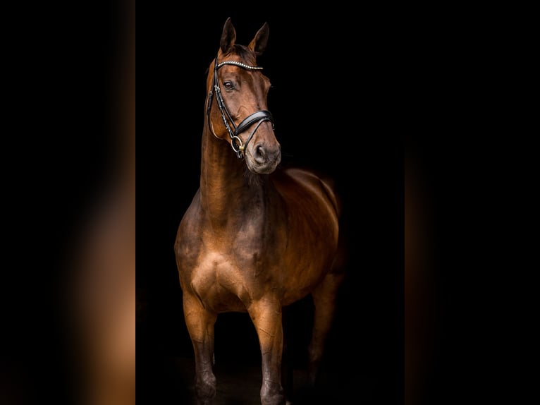 Holsteiner Wallach 14 Jahre 170 cm Brauner in Heijen
