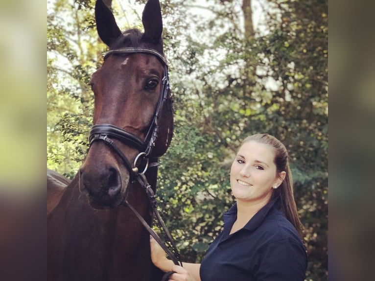 Holsteiner Wallach 14 Jahre 170 cm Brauner in Heijen