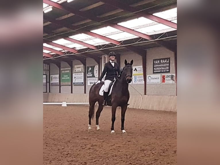 Holsteiner Wallach 14 Jahre 170 cm Brauner in Heijen