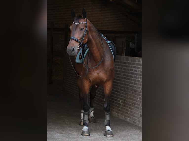 Holsteiner Wallach 14 Jahre 170 cm Brauner in Heijen