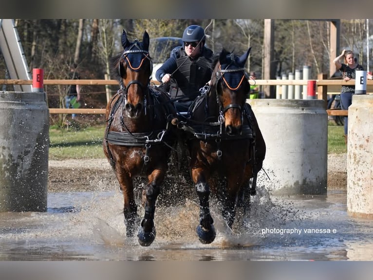 Holsteiner Wallach 14 Jahre 170 cm Brauner in Heijen